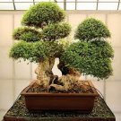 200 PCS Seeds BonsaiCourtyard DIY Fun Fruit and Vegetable Planting Bonsai