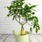 200 PCS Seeds BonsaiCourtyard DIY Fun Fruit and Vegetable Planting Bonsai