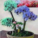 100 PCS Seeds Bonsai Rhododendron Flower Easy to Grow Azalea Bonsai Family & Garden Flower 100 PCS Seeds Bonsai Rhododendron Flower Easy to Grow Azalea Bonsai Family & Garden Flower