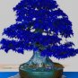 100 PCS Seeds Bonsai Rhododendron Flower Easy to Grow Azalea Bonsai Family & Garden Flower