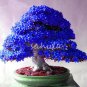100 PCS Seeds Bonsai Rhododendron Flower Easy to Grow Azalea Bonsai Family & Garden Flower