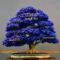 100 PCS Seeds Bonsai Rhododendron Flower Easy to Grow Azalea Bonsai Family & Garden Flower