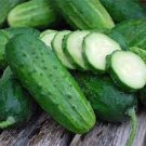 5 PCS Seeds Boston Pickling Cucumber