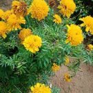 50 PCS Seeds Bright Yellow Potted Marigold 50 PCS Seeds Bright Yellow Potted Marigold