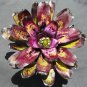 100 PCS Seeds Cactus Bromeliad Succulent Rare Colorful Flower Bonsai Courtyard