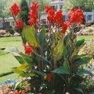 50 PCS Seeds Canna Lily Seeds Fresh Red Double Flowers