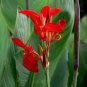 50 PCS Seeds Canna Lily Seeds Fresh Red Double Flowers