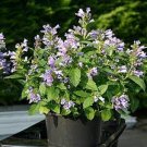200 PCS Seeds Cat Mint Aromaticpotted Plants Catnip Flores Heirloom Spearmint Bonsai Plant