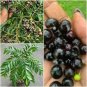 50 PCS Seeds Ceylon Curry Leaf Plant Seeds Murraya Koenigii