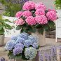 20 PCS Seeds Champagne Hydrangea Bonsai Rare ice Cream Hydrangea Flowers