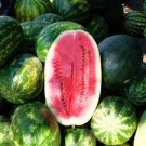 20 PCS Seeds Charleston Grey Giant Long Watermelon