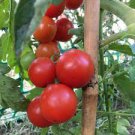 250 PCS Seeds Cherry Tomato Red 'Manai' Fruit 250 PCS Seeds Cherry Tomato Red 'Manai' Fruit