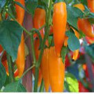 30 PCS Seeds Chilli Bulgarian Carrot Pepper Green Orange Vegetable