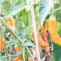 30 PCS Seeds Chilli Bulgarian Carrot Pepper Green Orange Vegetable