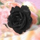 150 PCS Seeds China Rare Black Rose Flower Bonsai 150 PCS Seeds China Rare Black Rose Flower Bonsai