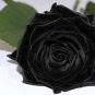 150 PCS Seeds China Rare Black Rose Flower Bonsai