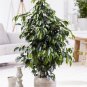 50 PCS Seeds Chinese Ficus Benjamina Bonsai Tree Plants Flowers Potted Bonsai