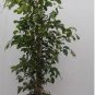 50 PCS Seeds Chinese Ficus Benjamina Bonsai Tree Plants Flowers Potted Bonsai