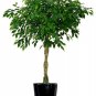 50 PCS Seeds Chinese Ficus Benjamina Bonsai Tree Plants Flowers Potted Bonsai