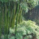 20 PCS Seeds Chinese Mini Moso Bamboo Phyllostachys heterocycla Pubescens-Giant