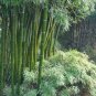20 PCS Seeds Chinese Mini Moso Bamboo Phyllostachys heterocycla Pubescens-Giant