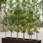 20 PCS Seeds Chinese Mini Moso Bamboo Phyllostachys heterocycla Pubescens-Giant