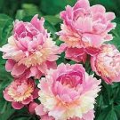 10 PCS Seeds Chinese Rare and Precious Species of Blue Peony Flower Bonsai