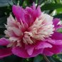 10 PCS Seeds Chinese Rare and Precious Species of Blue Peony Flower Bonsai
