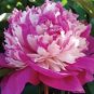 10 PCS Seeds Chinese Rare and Precious Species of Blue Peony Flower Bonsai