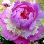 10 PCS Seeds Chinese Rare and Precious Species of Blue Peony Flower Bonsai