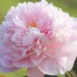 100 PCS Seeds Chinese Rare and Precious Species of Blue Peony Flower Bonsai