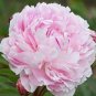 100 PCS Seeds Chinese Rare and Precious Species of Blue Peony Flower Bonsai