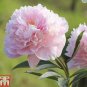 100 PCS Seeds Chinese Rare and Precious Species of Blue Peony Flower Bonsai