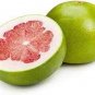 50 PCS Seeds Citrus Maxima Pamplemousse Jabong Shaddock