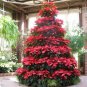 2 PCS Seeds Clematis Bulbs Blue Climbing Clematis Florida Bonsai