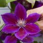 100 PCS Seeds Clematis Plants Real Rare Clematis Plant Outdoor Plant Natural