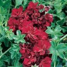 200 PCS Seeds Climbing Geranium Pelargonium