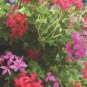200 PCS Seeds Climbing Geranium Pelargonium