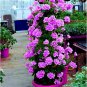 50 PCS Seeds Climbing Geranium Rare Bonsai Flower Perennial Plant Pelargonium