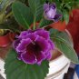 100 PCS Seeds Climbing Gloxinia Bonsai Perennial Flowering Plants Sinningia Speciosa