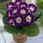 100 PCS Seeds Climbing Gloxinia Bonsai Perennial Flowering Plants Sinningia Speciosa