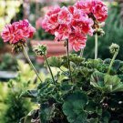 200 PCS Seeds Climbing Geranium Pelargonium
