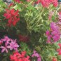 200 PCS Seeds Climbing Geranium Pelargonium