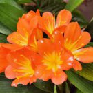 100 PCS Seeds Clivia Flower Seeds Mixed 8 Colors