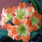 100 PCS Seeds Clivia Flower Seeds Mixed 8 Colors