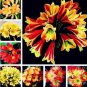 100 PCS Seeds Clivia Flower Seeds Mixed 8 Colors