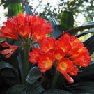 100 PCS Seeds Clivia Miniata Bonsai Gorgeous Rare Bush Kefir Lily Flower Decorative Garden