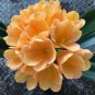 100 PCS Seeds Clivia Miniata Bonsai Gorgeous Rare Bush Kefir Lily Flower Decorative Garden