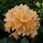 100 PCS Seeds Clivia Miniata Bonsai Gorgeous Rare Bush Kefir Lily Flower Decorative Garden
