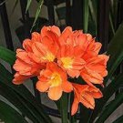 100 PCS Seeds Clivia Miniata Plant Gorgeous Bonsai Rare Bush Lily Flower Bonsai